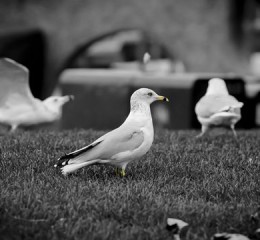 大理丽江旅游攻略，大理丽江旅游攻略，探索云南的自然之美与古城风情