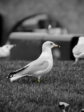 大理丽江旅游攻略，大理丽江旅游攻略，探索云南的自然之美与古城风情