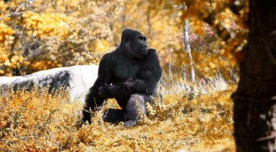 避暑山庄旅游攻略，避暑山庄，夏日里的清凉之旅